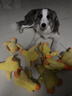 伯纳天纯狗粮中大型犬全价成年犬粮17kg羊肉蔓越莓味囤货装 实拍图
