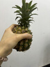 广东徐闻香水菠萝新鲜水果生鲜热带孕妇水果整箱包邮 1个装 单果1.3-1.5斤 实拍图