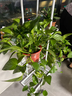 蜗家铁艺花架客厅落地式花盆架室内外多层植物摆放架阳台绿萝置物架 实拍图
