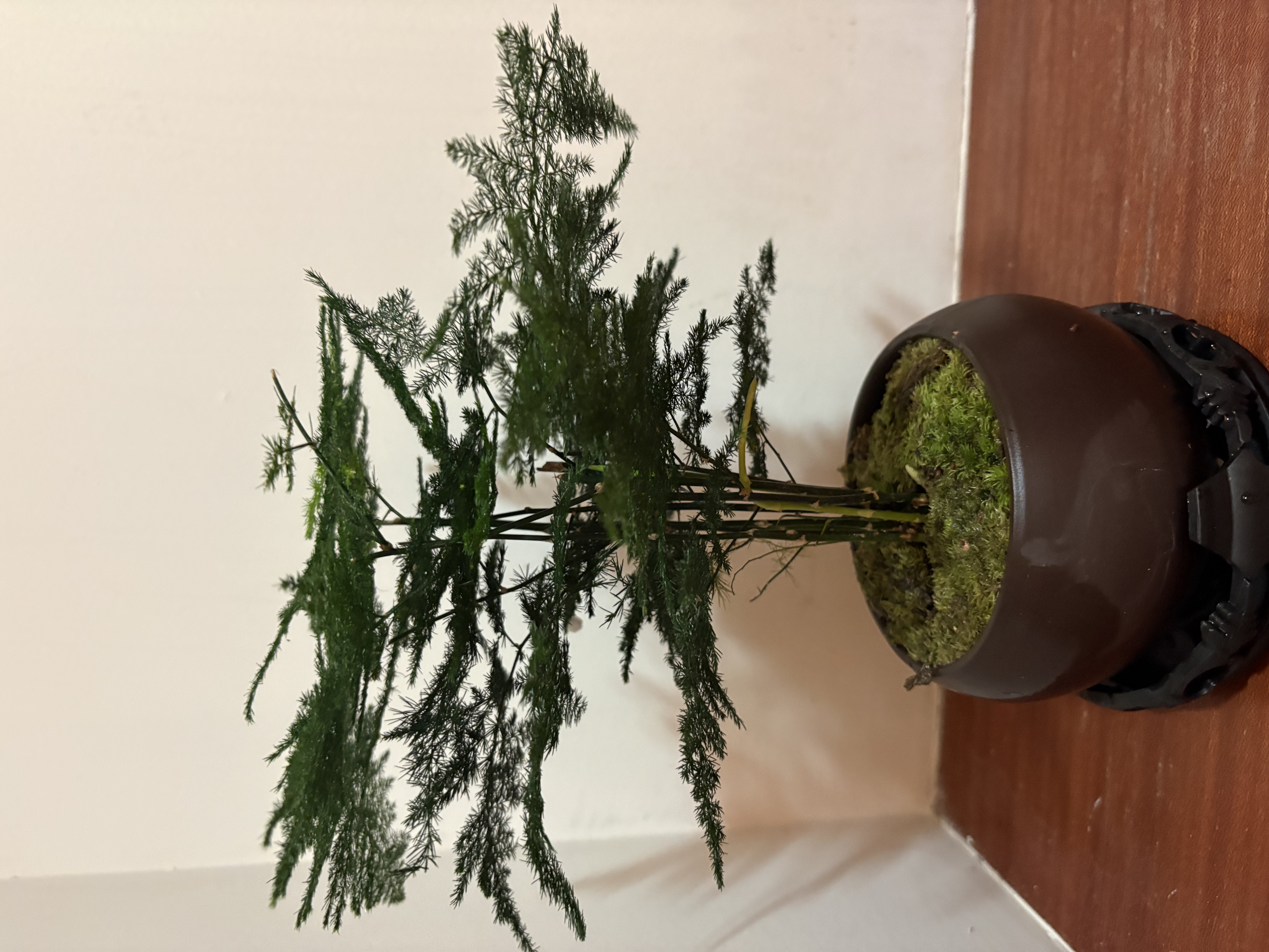 八芽文竹盆栽植物室内客厅中式禅意盆景好养绿植办公室摆件创意花卉 禅意盆文竹-含密胺托盘 带盆栽好 实拍图