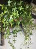 行湘常春藤盆栽植物室内垂吊植物净化空气除甲醛四季常青吊兰源头直发 实拍图