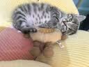 凯锐思豆腐猫砂除味猫沙豆腐砂豆腐渣低粉尘大颗粒结团吸水可冲厕所 【性价比豆腐砂试用】1包共4.6斤 实拍图