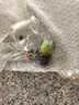 行湘水培多肉植物盆栽绿植 吉娃娃+迷你小布丁玻璃瓶+水培珠 源头直发 实拍图