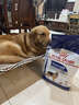 皇家狗粮 成犬狗粮 犬粮 宠物大型犬 GR26全价犬粮 ≥15月4KG 实拍图