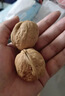 三只松鼠纸皮核桃薄皮核桃健康坚果零食新疆特产休闲食品年货节日送礼团购 【核桃礼】新疆大核桃/草本味1000g 实拍图