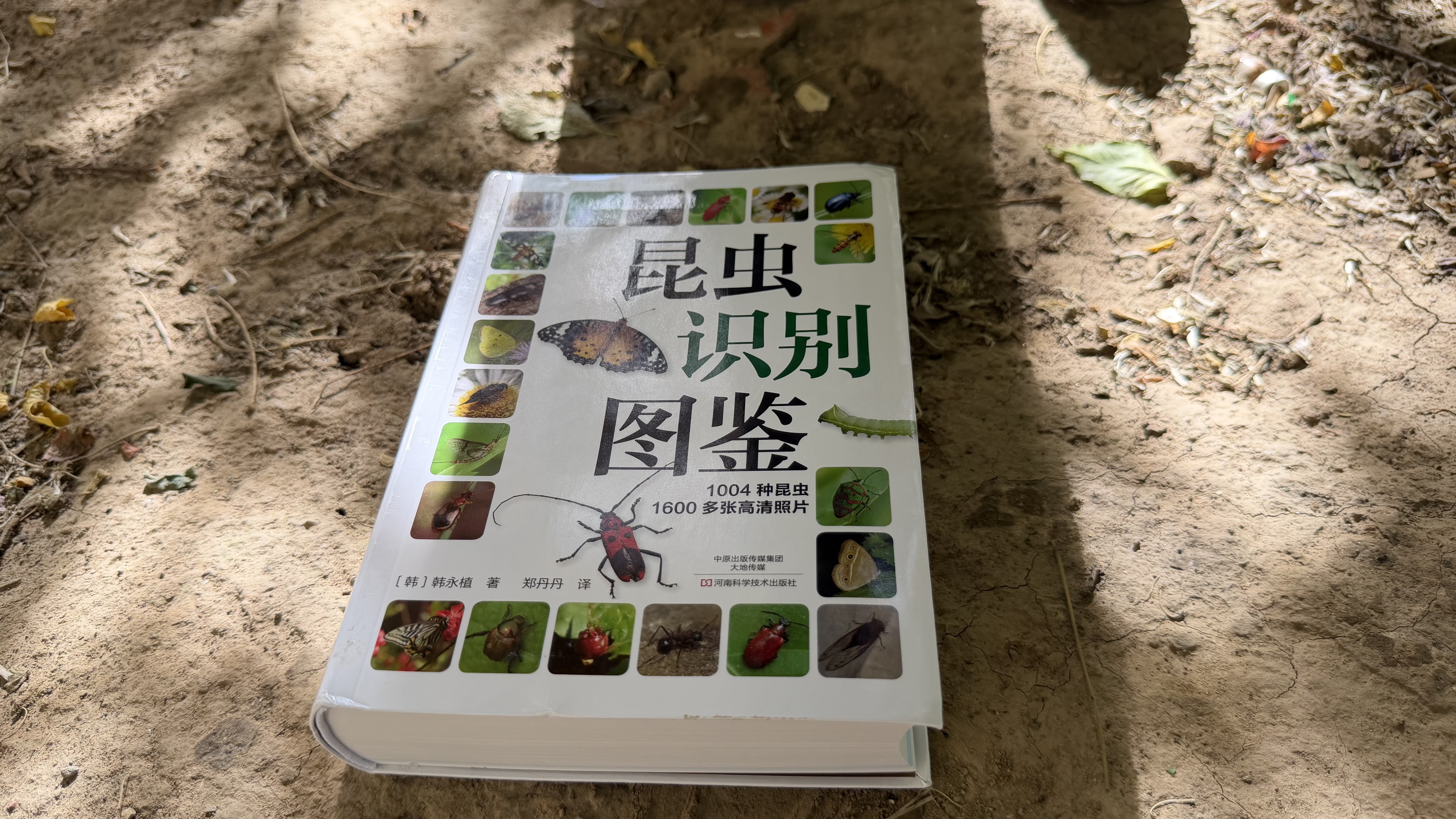 昆虫识别图鉴 实拍图