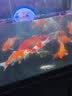 boxtech鱼缸灯led灯龙鱼灯管水族箱专用照明灯增艳增色防水灯大鱼缸灯具 T8系列-30W增艳灯142cm灯管 实拍图