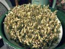 京严【当天送达】家用豆芽机全自动洒水三层大容量增压发豆芽多功能智能绿豆黄豆芽苗发芽机泡豆生芽 自动洒水 三层大容量+遮光罩 实拍图