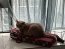 伊纳宝ciao猫零食成猫猫条宠物零食妙好啾噜流质零食布偶猫湿粮鱼条 鸡肉味14g*20条 实拍图