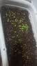 施可丰观叶绿植专用营养土壤泥炭种植盆栽通用型育苗室内盆景植物 实拍图
