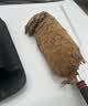 KOOLIFE汽车除尘掸洗擦车拖把扫雪灰尘神器油蜡刷子高档车专用纯棉可伸缩 实拍图