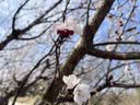 胡庆余堂佛手120克/袋 疏肝理气 和胃止痛 燥湿化痰 广东道地精选药典精制中药饮片中药材 实拍图