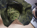 芳羽2026新茶上市安吉白茶核心原产地绿茶125g*2罐茶叶 罐装春茶 实拍图