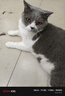 网易严选全价猫粮4.0 宠物主粮成幼猫无谷鲜肉美毛护肠胃 鸡肉羊奶味1.5kg 实拍图
