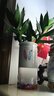 鱼缸水族天然鹅卵石彩色石子 底部造景砂石底砂盆栽铺面石头 五彩石【100g】1袋 实拍图