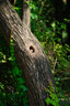 富士（FUJIFILM）XF70-300mmF4-5.6 R LM OIS WR 中长焦变焦镜头 全天候镜身 5.5档防抖 适用于XT4  XT3 实拍图