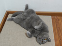 皇家猫粮 英短幼猫粮 BSK38 4-12月 10KG 实拍图