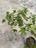 绿植花卉粗陶透气陶罐多肉植物老桩特价清仓大口径三角梅陶瓷花盆 花边雪花蓝 实拍图