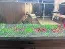 海斯迪克 HKCL-106 加长加厚镊子 水族馆工具平沙器不锈钢水草镊剪刀水草夹镜面镊子直/弯镊子 27cm弯头镊 实拍图