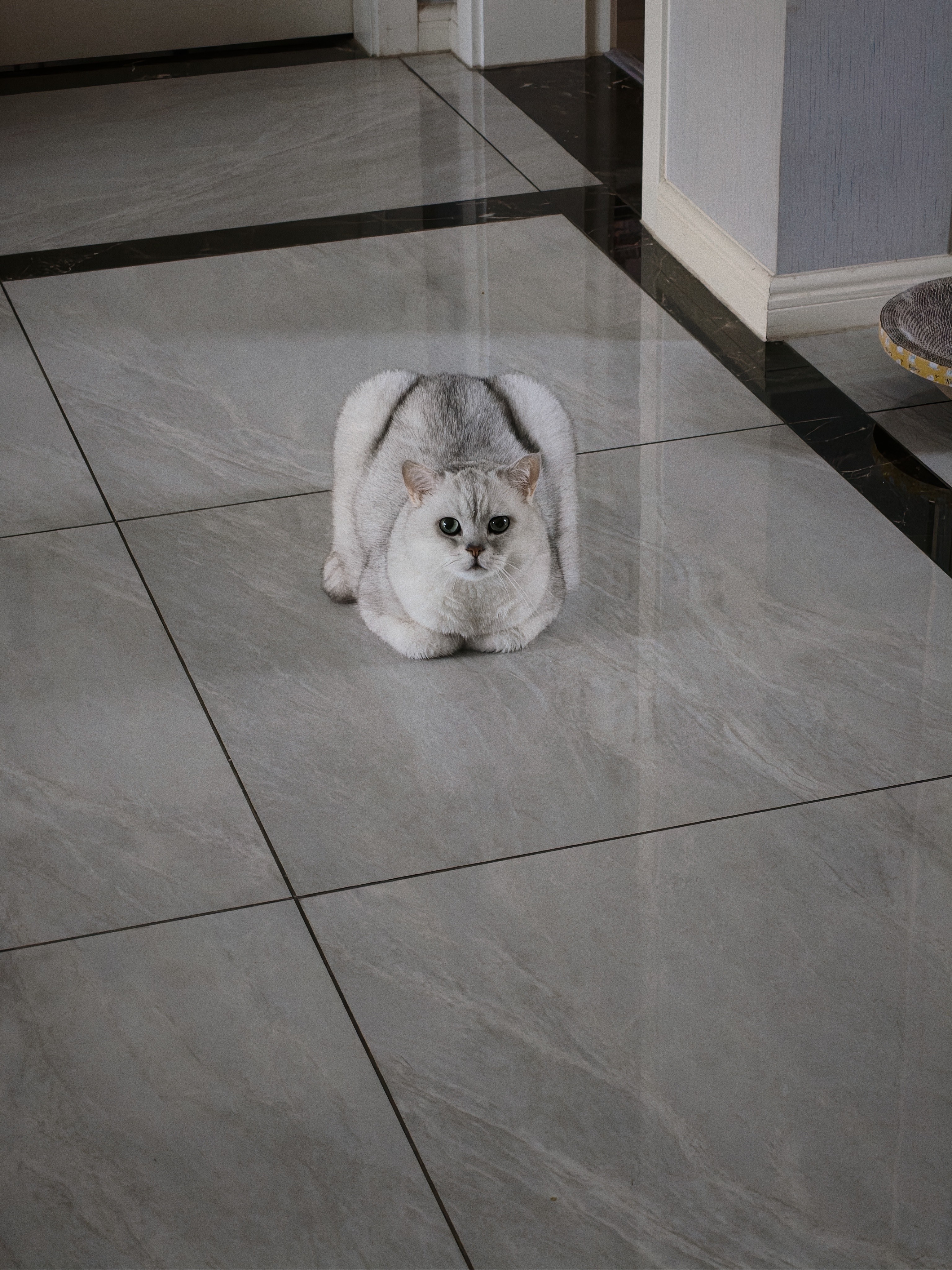 BOTH 羊奶鱼油 猫布丁 猫湿粮 幼猫成猫 猫奶酪 50粒(1大桶） 实拍图