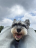 愛肯拿（ACANA）狗粮清火鸭肉梨成犬幼犬低敏去泪痕通用原装进口粮2kg效期27/5 实拍图