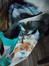 伯纳天纯鸭肉梨冻干三拼全价狗粮中大型犬小型犬成年犬粮10kg/20斤 实拍图