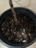 德沃多天南星科专用植物营养土15L园艺盆栽绿植种植土养花土基质 实拍图