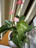泰西丝带花发货粉掌室内桌面红掌花卉水培水养盆栽四季开花绿植源头直发 实拍图