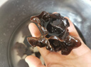 十月稻田 东北黑木耳 500g 菌菇  黑龙江东宁特产 肉厚无根 火锅煲汤炒菜 实拍图
