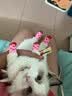 LEGENDSANDY蓝氏猫粮生鲜猎鸟鲜乳鸽生骨肉冻干高蛋白全价成猫粮幼猫通用型 试吃尝鲜装丨荒野猎兔丨50g 实拍图