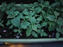 爱丽思（IRIS）种菜盆蔬菜种植箱塑料特大号阳台种菜专用箱神器户外花箱种花菜盆 热款 (70cm长)绿色 送隔网 实拍图