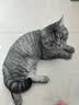 伟嘉成猫猫粮 夹心粮10kg牛肉味全价猫粮 实拍图