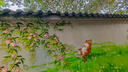 得力（deli）3C认证国标安全插座 插排/插线板/接线板/排插/拖线板 总控开关 儿童保护门 3组合孔2米 18274 实拍图