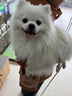 Orijen渴望狗粮 小型犬全期全价小颗粒鸡肉进口犬粮4.5kg效期27/6 实拍图