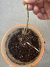 德沃多植物营养土通用8L园艺养花土种菜花卉盆栽多肉种植土 实拍图