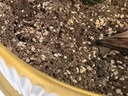 史丹利3L包装营养土园艺有机土通用型种花种菜养花专用泥炭土壤种植土 实拍图
