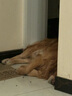 麦富迪狗粮 无谷牛肉双拼狗粮成犬中大型犬专用强健骨骼15kg/30斤 实拍图