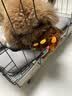 瑞德医生耳净花椒果洗耳液 猫咪狗狗除耳螨 滴耳液宠物犬消炎止痒-60ml 实拍图