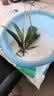 双花剑蝴蝶兰盆栽兰花大苗带花剑带花苞四季开花室内花好养易成活 11.紫美人--双花剑发货 塑料盆栽好 实拍图