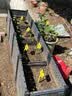 原起点50cm加大阳台种菜箱长方形塑料花盆户外蔬菜种植神器室外花箱花槽 【加厚】特深4联箱(200*40*49） 实拍图