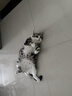 宠幸【大桶装】宠幸猫零食猫冻干桶猫咪狗狗零食幼猫成猫粮伴侣鸡胸肉 【大口吃肉】鸡胸肉冻干桶500g 实拍图