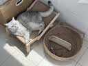 喵仙儿猫抓板猫窝剑麻不掉屑猫躺椅实木猫床耐抓猫沙发四季通用猫爬架 实拍图