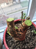GERTHRON德国【冠军推荐】植物树木果树伤口愈合剂涂切口盆景果树苗木伤愈 专业植物树木伤口愈合剂 500g 1瓶 【热销爆款】促进树木伤口愈合 实拍图