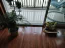 幸悦营养土养花土种菜绿萝多肉肥料通用型盆栽花卉有机种植土壤 10斤土 实拍图