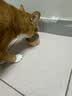 宠磊罐头猫咪零食整箱24幼猫湿粮主食补充营养增肥成幼补水鸡丝 鸡丝高汤补水罐【呵护猫咪肠胃】 12罐 实拍图