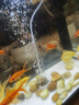 森森鱼缸增氧泵水族箱氧气泵LQE-100家用小型充氧泵4W单孔+全套配件 实拍图