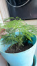 文竹盆栽绿植花卉盆景植物室内客厅水培文松云竹文竹大苗四季常青 小文竹【2棵更实惠】原土球发货 高度15-25cm 实拍图