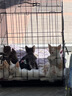 京东京造 生骨肉双拼全价猫粮-鸭肉生姜10kg 成幼猫冻干肠胃泪痕流浪救助 实拍图