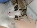 力狼猫粮 成猫幼猫通用型天然粮 【进阶护胃-尝鲜】鲜肉冻干双拼1.5kg 实拍图
