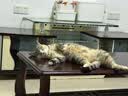 京东京造 冻干双拼全价猫粮10kg鱼肉味 全阶段成猫幼猫[新老包装随机发货] 实拍图